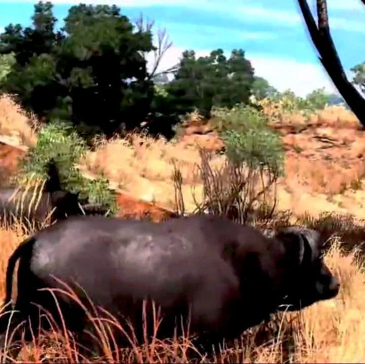 Cabela's Big Game Hunter 2010